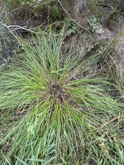 Carex tuckermanii