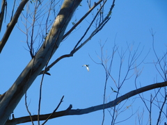 Elanoides forficatus