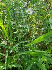 Symphyotrichum lanceolatum