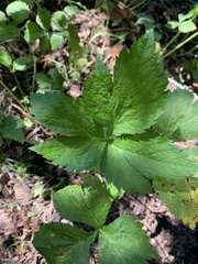 Cryptotaenia canadensis