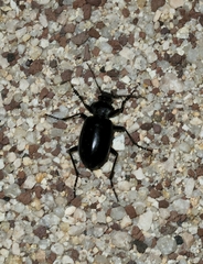 Calosoma