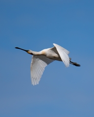 Platalea leucorodia