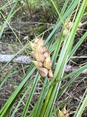 Carex tuckermanii