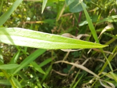 Symphyotrichum lanceolatum