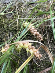 Carex tuckermanii