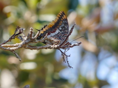 Charaxes jasius