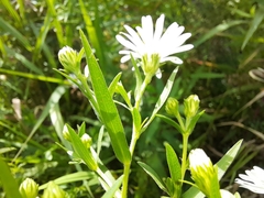 Symphyotrichum lanceolatum