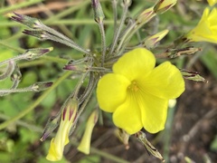 Oxalis pes-caprae
