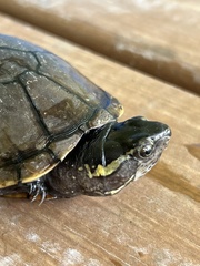 Kinosternon subrubrum hippocrepis