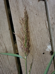 Phragmites australis americanus
