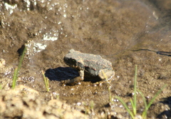 Rhinella spinulosa