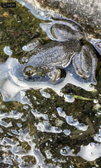 Lithobates catesbeianus