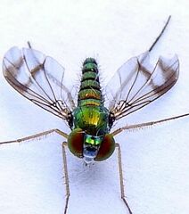 Condylostylus scaber