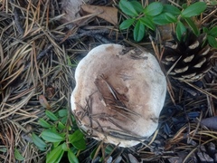 Phellodon fuligineoalbus