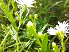 Symphyotrichum lanceolatum