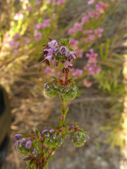 Erica glabella