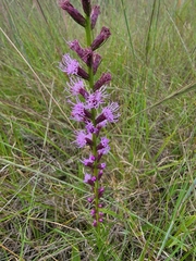 Liatris spicata