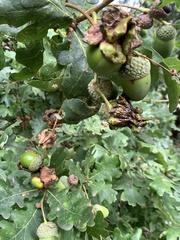 Andricus quercuscalicis