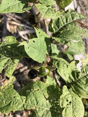 Atropa belladonna