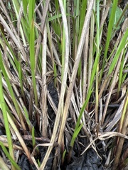 Carex tuckermanii