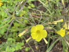 Oxalis pes-caprae