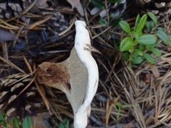 Phellodon fuligineoalbus