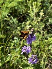 Polites peckius