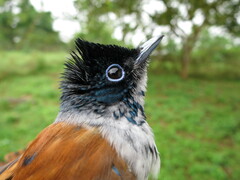 Terpsiphone atrochalybeia