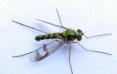 Condylostylus scaber