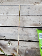 Phragmites australis americanus