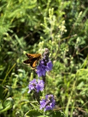 Polites peckius