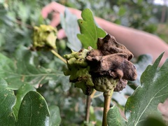 Andricus quercuscalicis