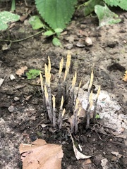 Xylaria liquidambar