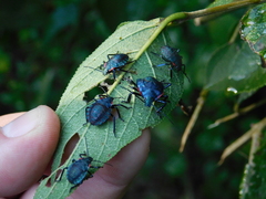 Alcaeorrhynchus grandis