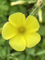 Oxalis pes-caprae