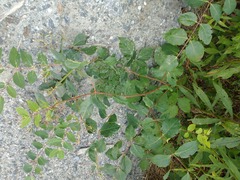 Apocynum androsaemifolium