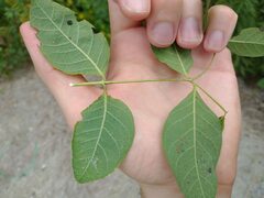 Apocynum androsaemifolium