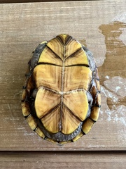Kinosternon subrubrum hippocrepis