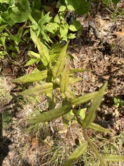 Solidago odora