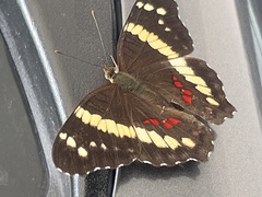 Anartia fatima