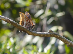 Charaxes jasius