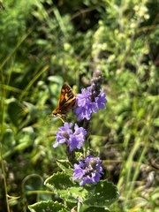 Polites peckius