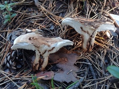 Phellodon fuligineoalbus