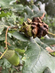 Andricus quercuscalicis