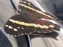Anartia fatima