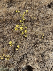 Eriogonum