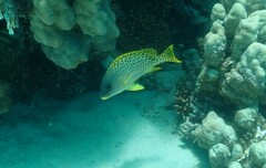 Plectorhinchus gaterinus