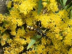 Cerceris rybyensis