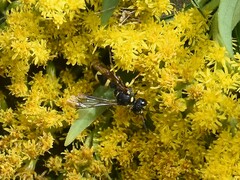 Cerceris rybyensis