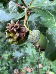 Andricus quercuscalicis